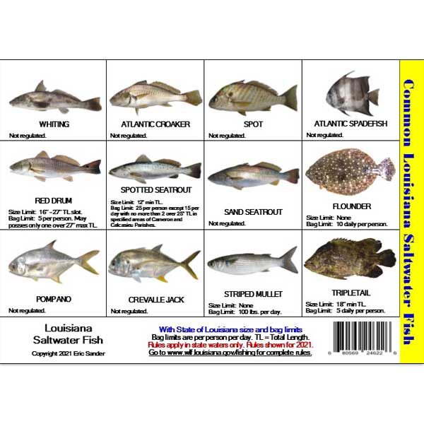 Chart of common Louisiana saltwater fish with images and regulations.