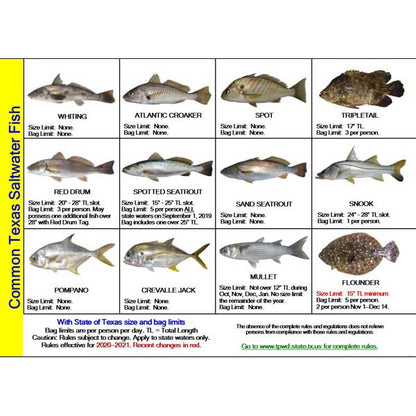 Chart of common Texas saltwater fish with illustrations and size limits.