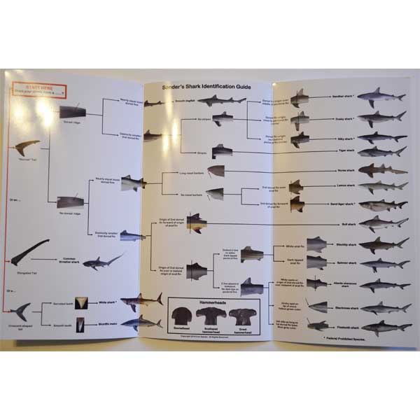 Shark identification guide with illustrations of various shark species on a white background