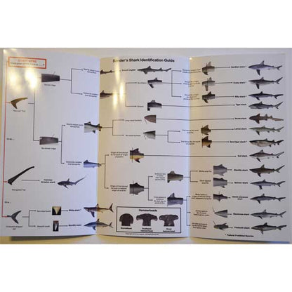 Shark identification guide with illustrations of various shark species on a white background