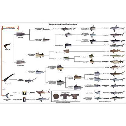 Shark identification guide with various shark images and labels on a white background