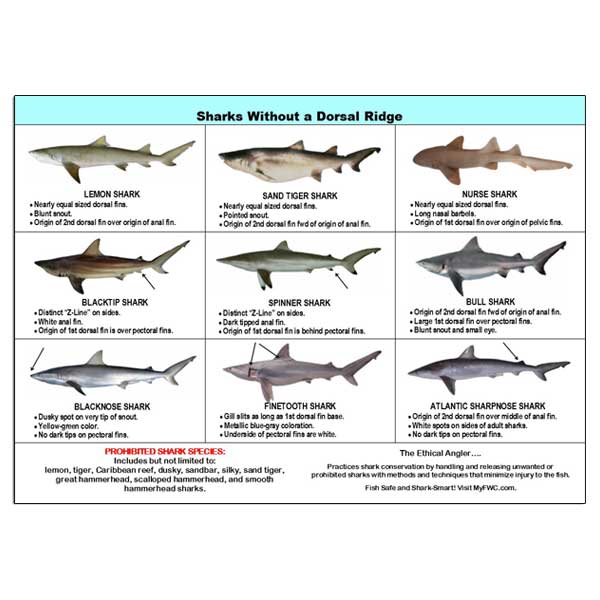 Chart of sharks without a dorsal ridge on a white background