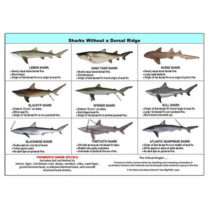 Chart of sharks without a dorsal ridge on a white background
