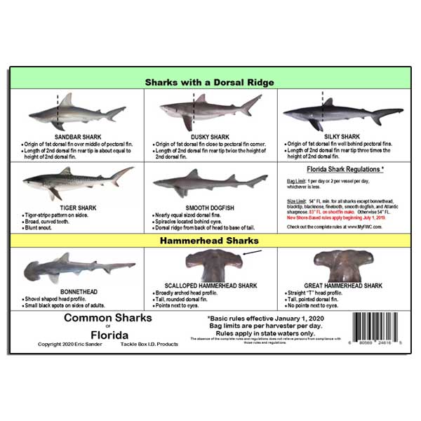 Chart of sharks with a dorsal ridge and hammerhead sharks, including descriptions and regulations.
