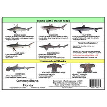 Chart of sharks with a dorsal ridge and hammerhead sharks, including descriptions and regulations.