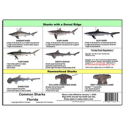 Chart of sharks with a dorsal ridge and hammerhead sharks, including descriptions and regulations.