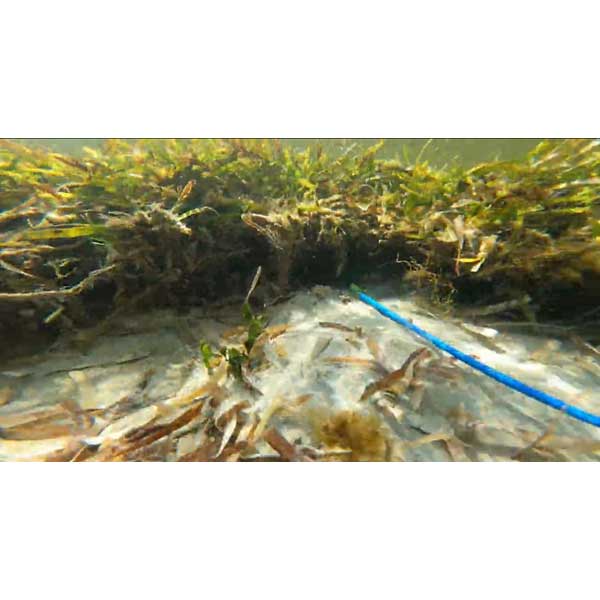 Aquatic scene with fish and aquatic plants under water, featuring a blue fishing rod.