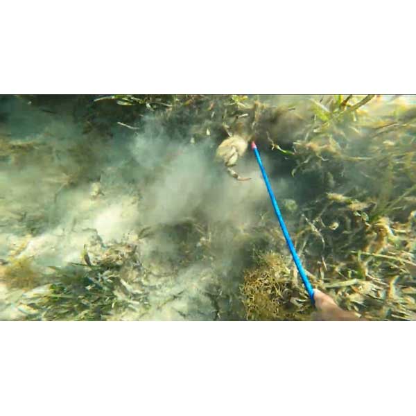 Underwater view with a blue fishing rod and seaweed