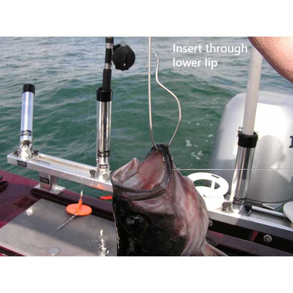 Fishing rod with a fish on a boat, showing how to insert a descender hook through the lower lip.