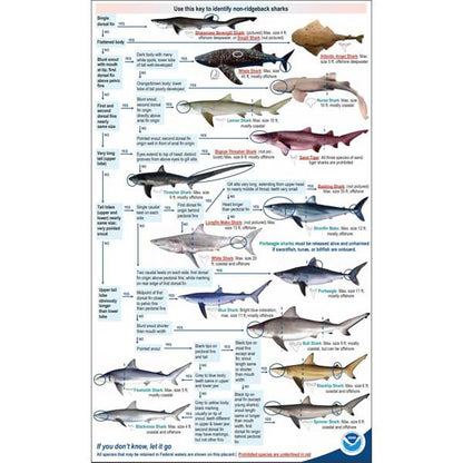 Chart identifying different types of non-ridleyback sharks with illustrations and text.