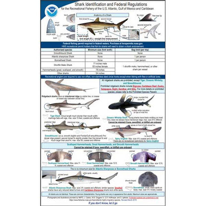 Shark identification chart with federal regulations on a white background