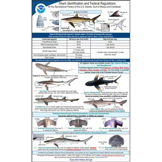 Shark identification chart with federal regulations on a white background