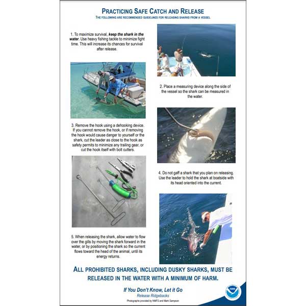 Educational poster on practicing safe catch and release of sharks with step-by-step instructions and images.