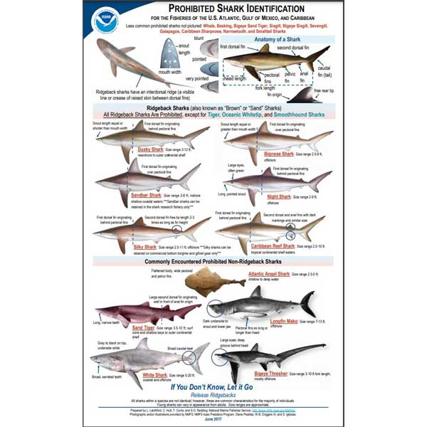 Chart identifying prohibited sharks with images and descriptions.