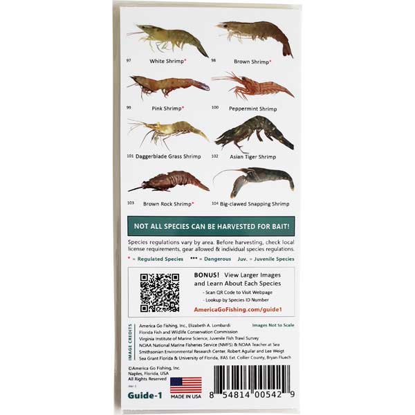 Bait Catching Fish and Sea Life Guide