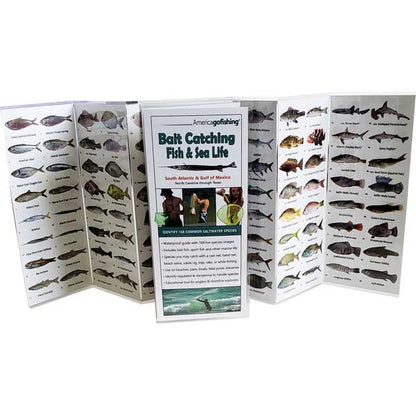 Fishing identification guide with images of fish and sea life on a white background