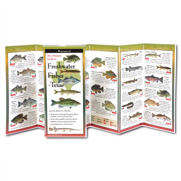 Foldout guide to freshwater fishes of Texas with illustrations and text.