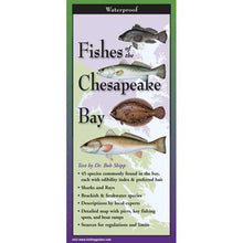 Booklet cover titled 'Fishes of the Chesapeake Bay' with illustrations of fish and text.