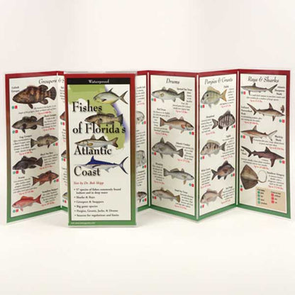 Foldout guide to Florida's coastal fish species on a white background