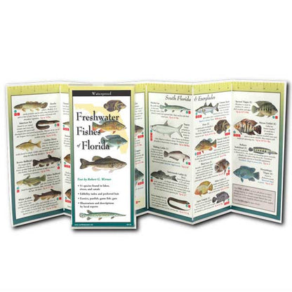Foldout guide to freshwater fishes of Florida with illustrations and text.