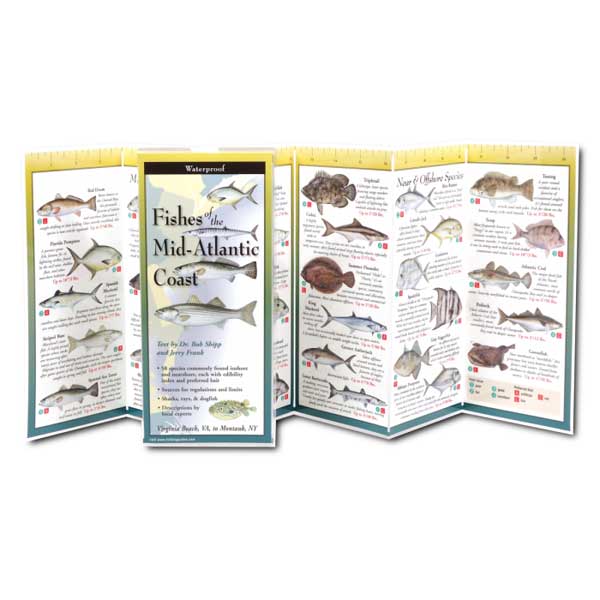 Foldout guide to fishes of the Mid-Atlantic Coast with illustrations and text.