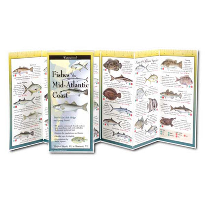 Foldout guide to fishes of the Mid-Atlantic Coast with illustrations and text.