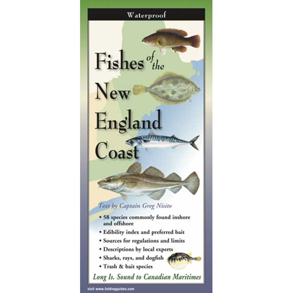 Fish ID - New England Coast