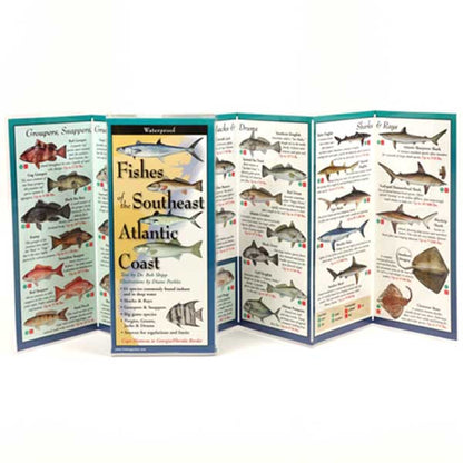 Foldout guide to fishes of the Southeast Atlantic Coast with illustrations and text.