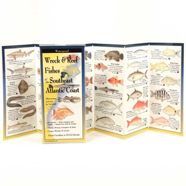 Wreck & Reef Fish of Southeast Atlantic