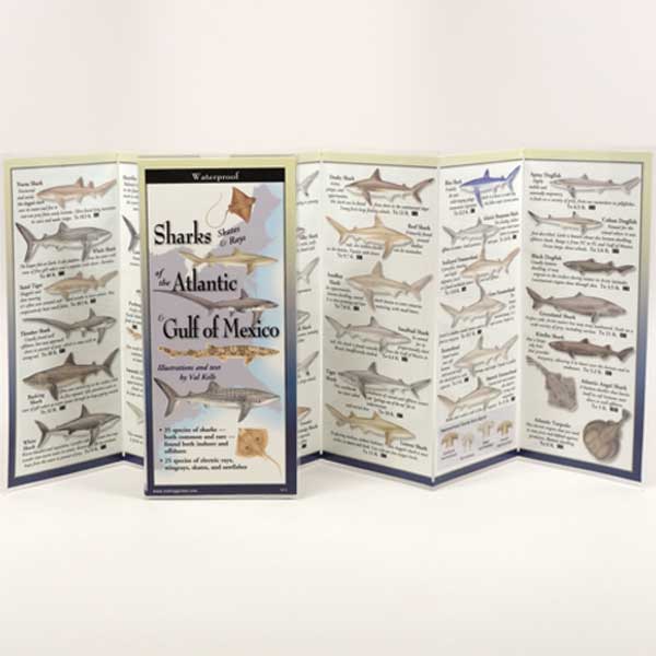 Foldout guide to sharks of the Atlantic and Gulf of Mexico on a white background