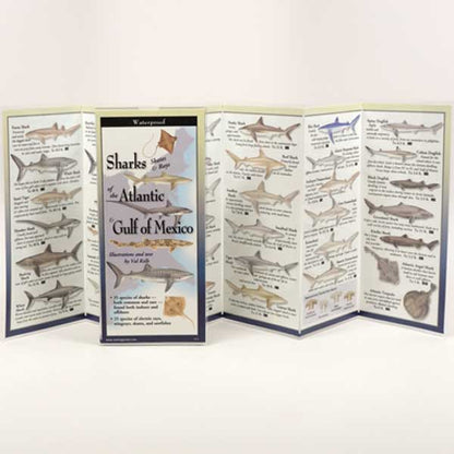 Foldout guide to sharks of the Atlantic and Gulf of Mexico on a white background