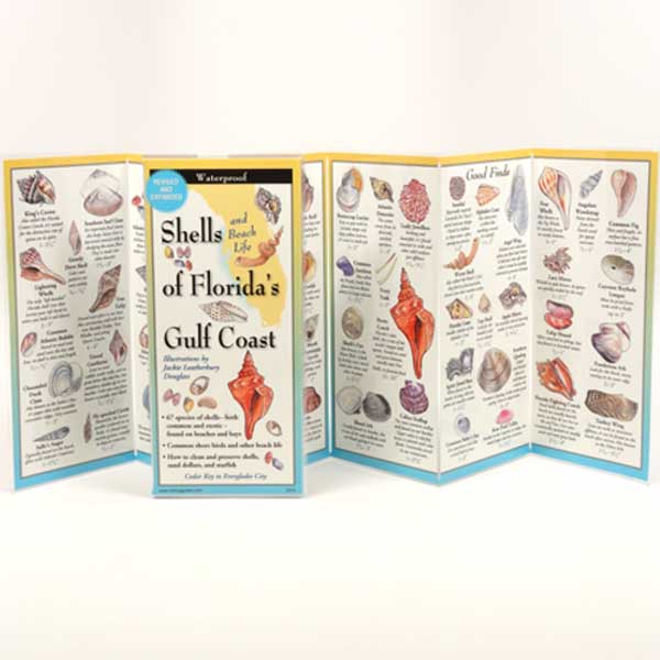 Foldout guidebook about shells of Florida's Gulf Coast with illustrations and text.