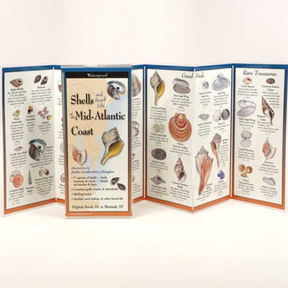 Foldout brochure about shells of the Mid-Atlantic Coast with illustrations and text.