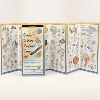 Foldout guidebook about shells of the New England Coast with illustrations and text.