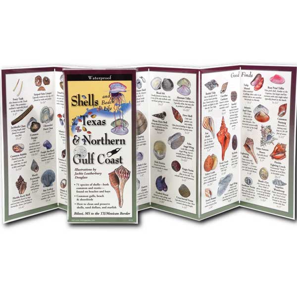 Foldout guide to shells and beach life of Texas and Northern Gulf Coast with illustrations and text.