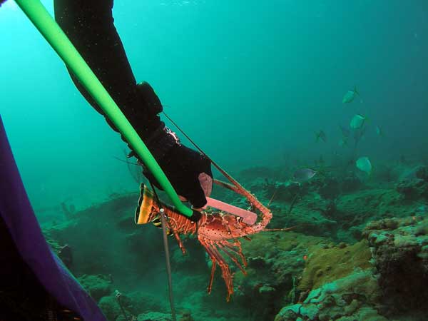 Diver holding a lobster underwater with a green pole